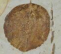 Fossil Leaf (Zizyphoides) - Montana #120822-1